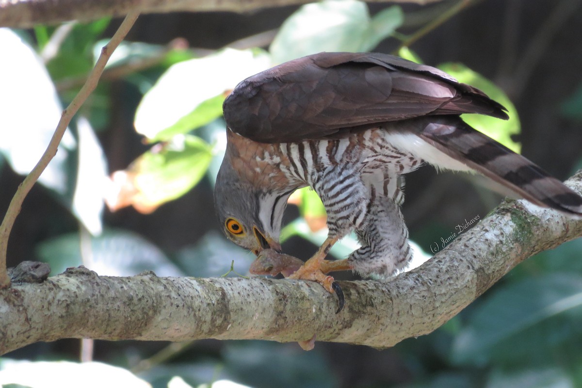 Crested Goshawk - ML25971871