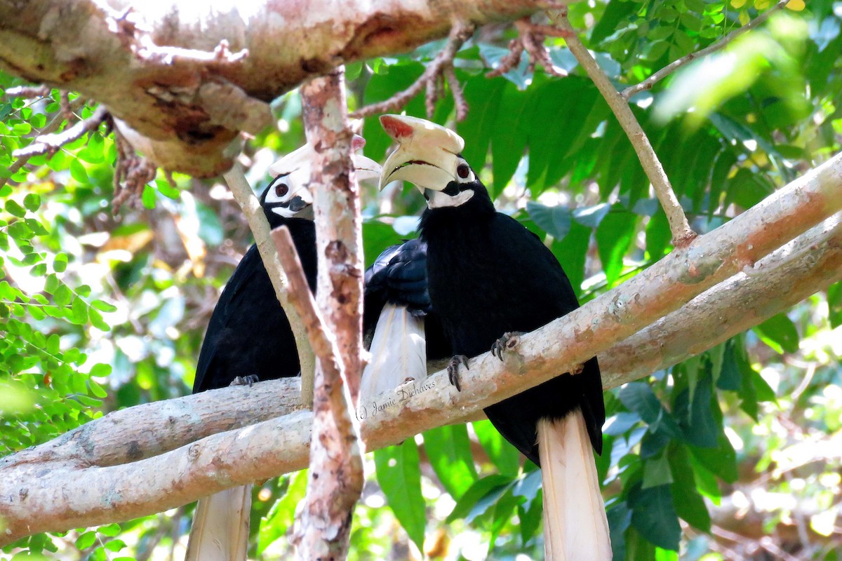 Palawan Hornbill - ML25971891