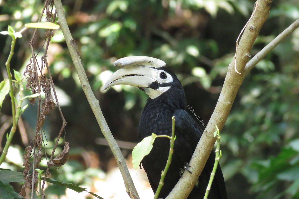 Palawan Hornbill - ML25971901