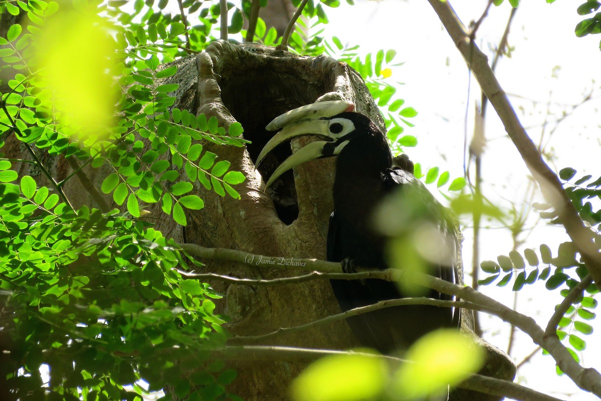 Palawan Hornbill - ML25971911