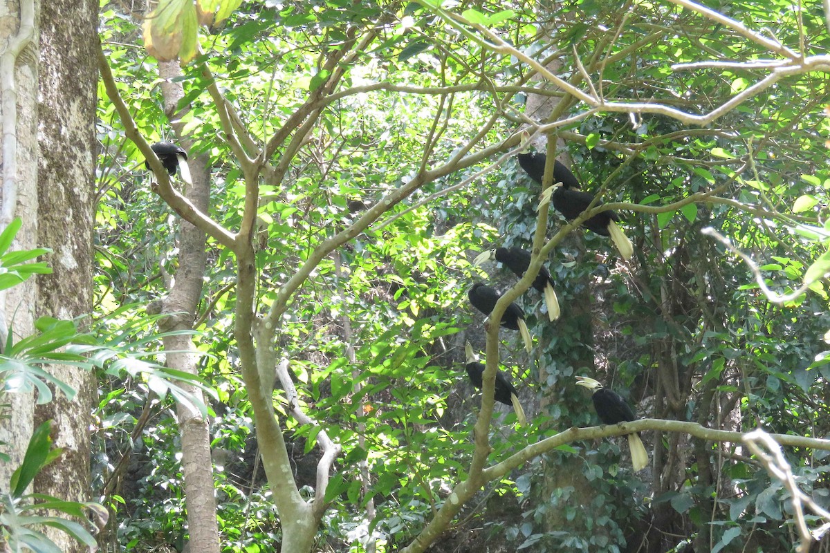 Palawan Hornbill - ML25971921