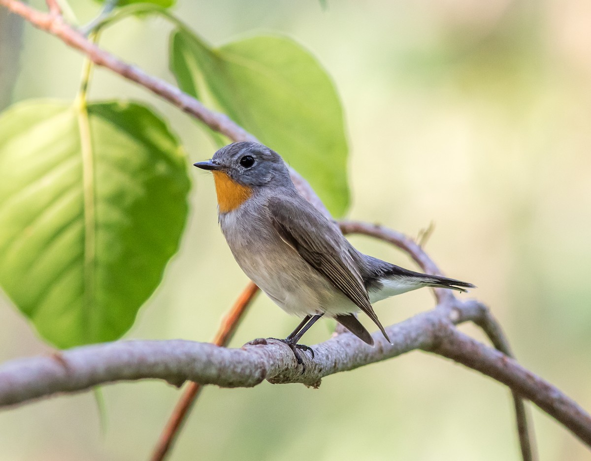 Taiga Flycatcher - Andrew Pierce