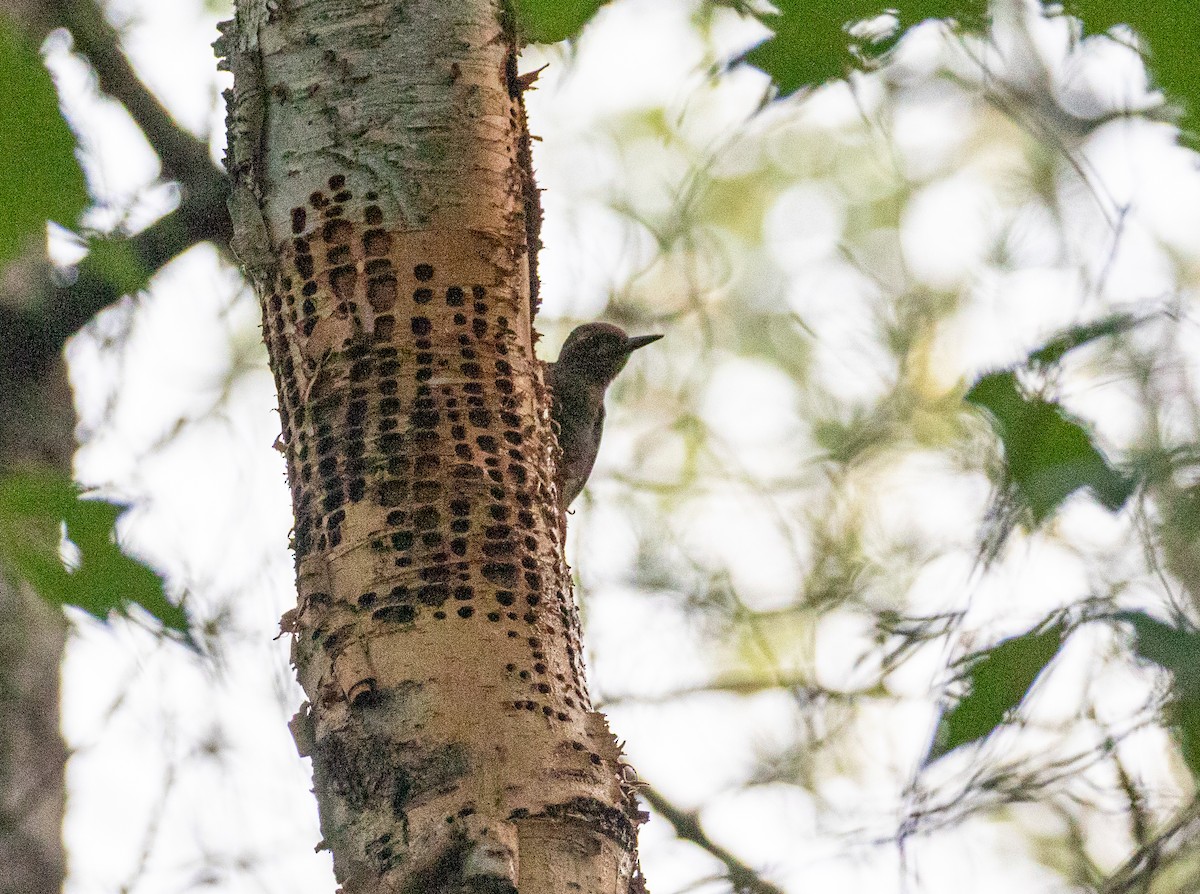 Yellow-bellied Sapsucker - ML259719631