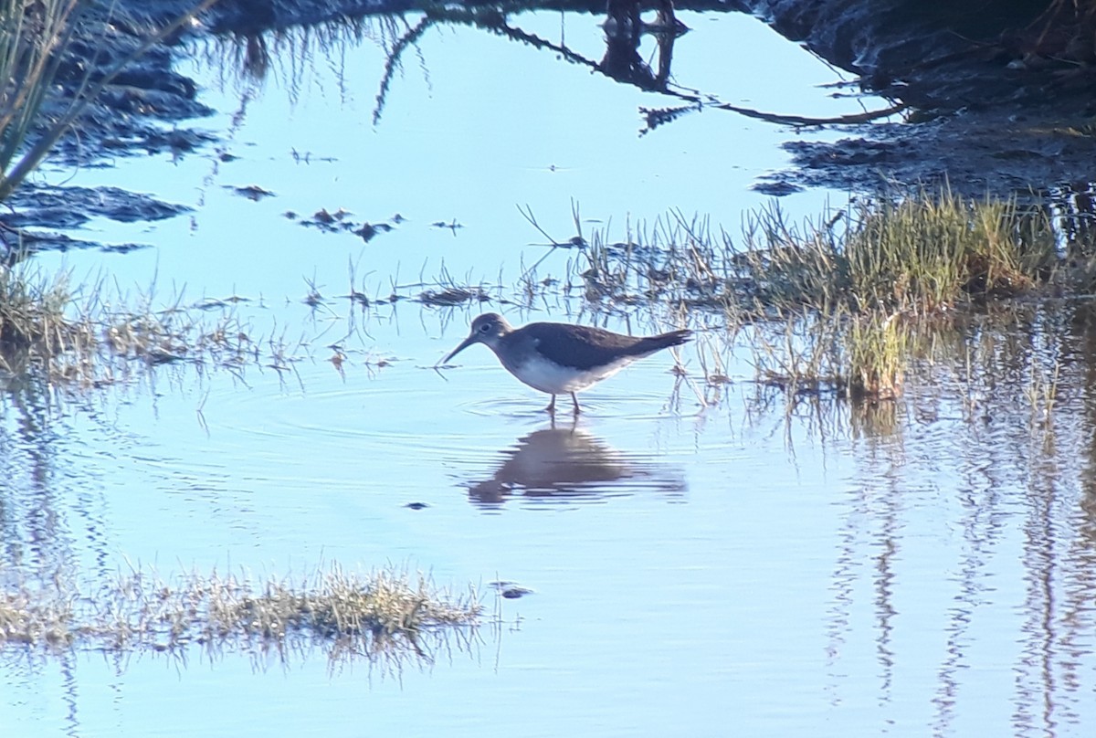 Solitary Sandpiper - ML259721451