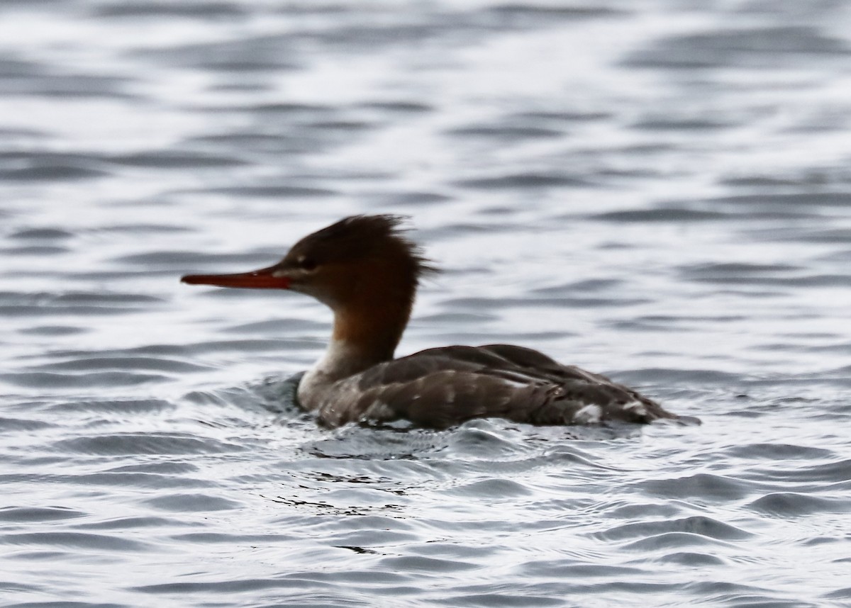 Red-breasted Merganser - ML259722291