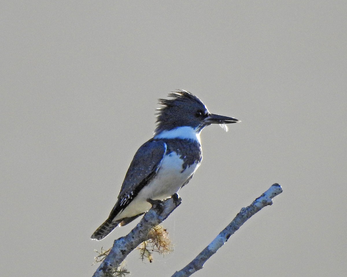 Belted Kingfisher - ML259723301