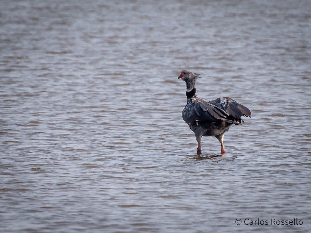 Southern Screamer - ML259724381