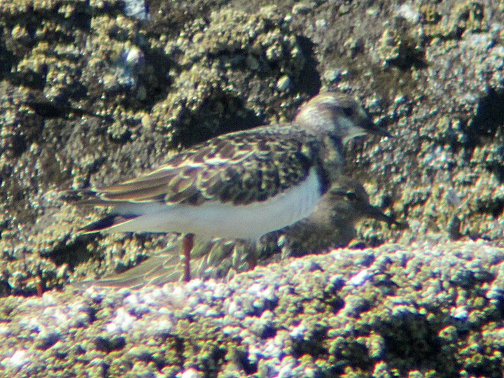 Ruddy Turnstone - Denny Granstrand