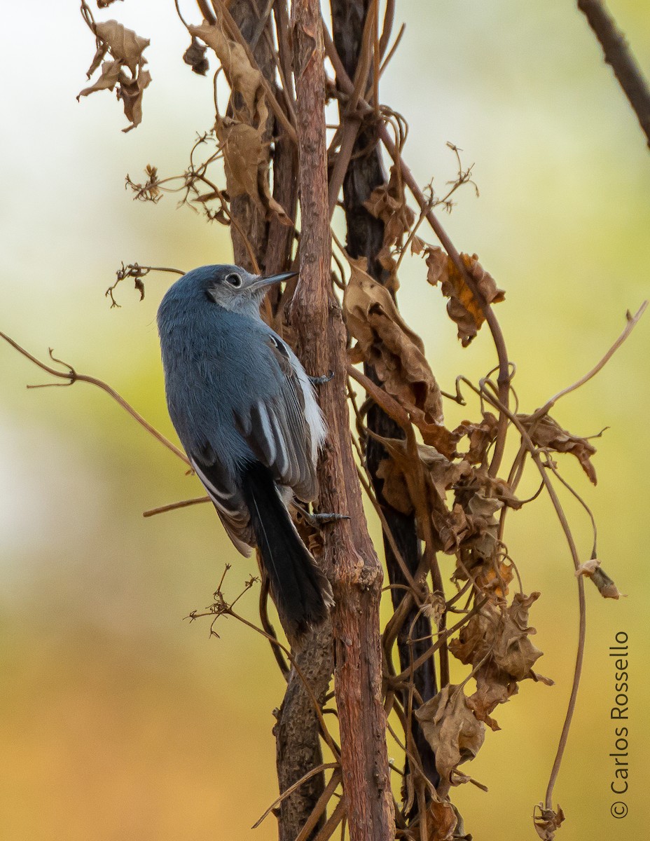 Masked Gnatcatcher - ML259725021