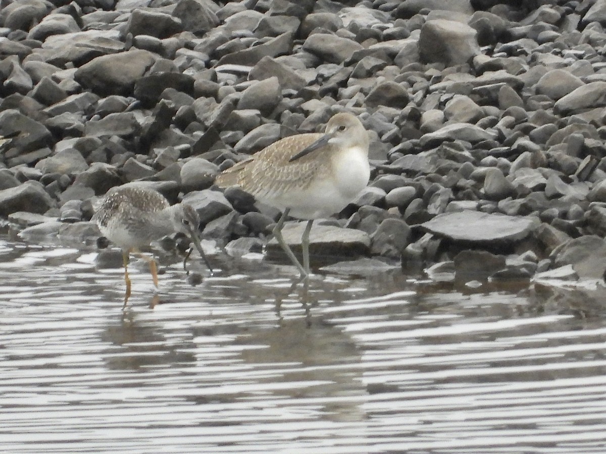 Willet - Peter Schoenberger