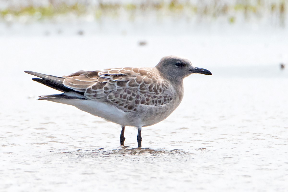 Laughing Gull - Sue Barth