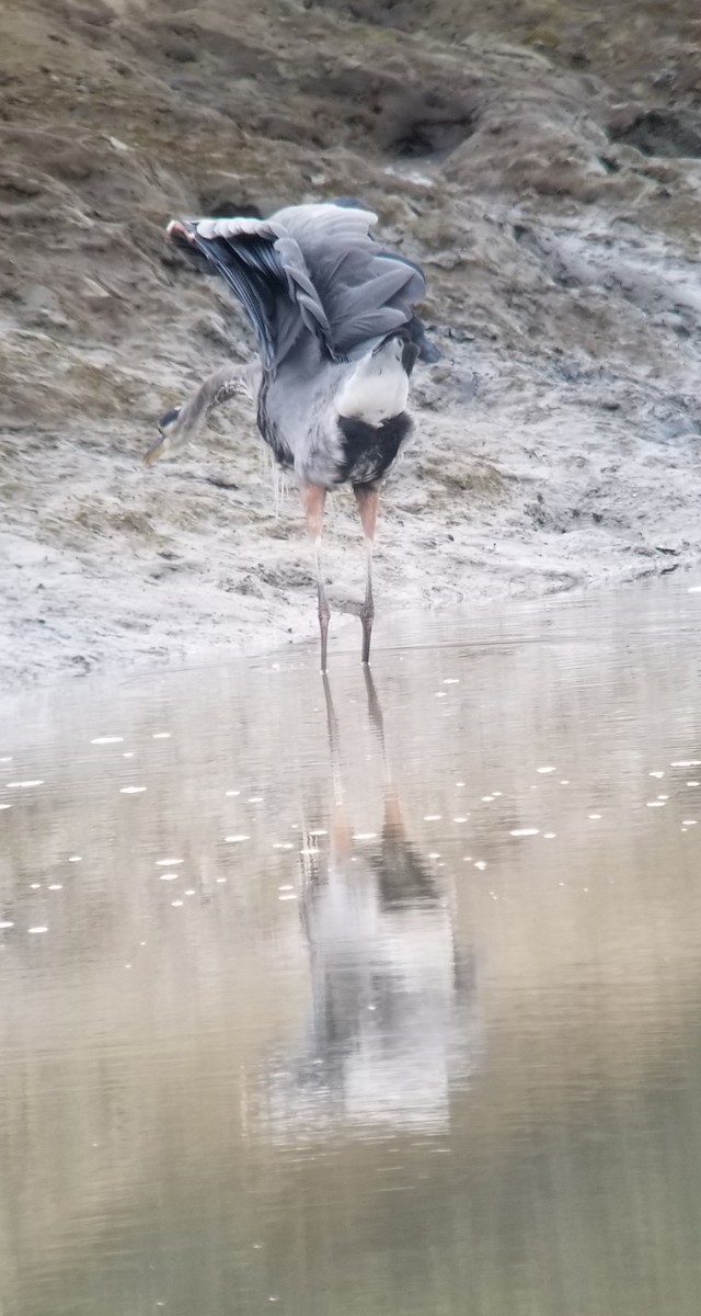 Great Blue Heron (Great Blue) - ML259728211