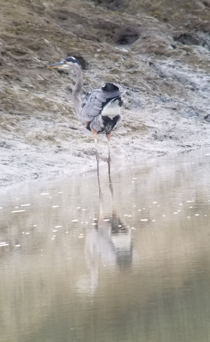 Great Blue Heron (Great Blue) - ML259728351