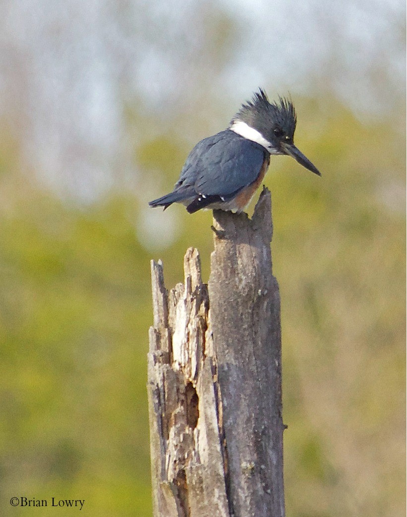 Belted Kingfisher - Brian Lowry