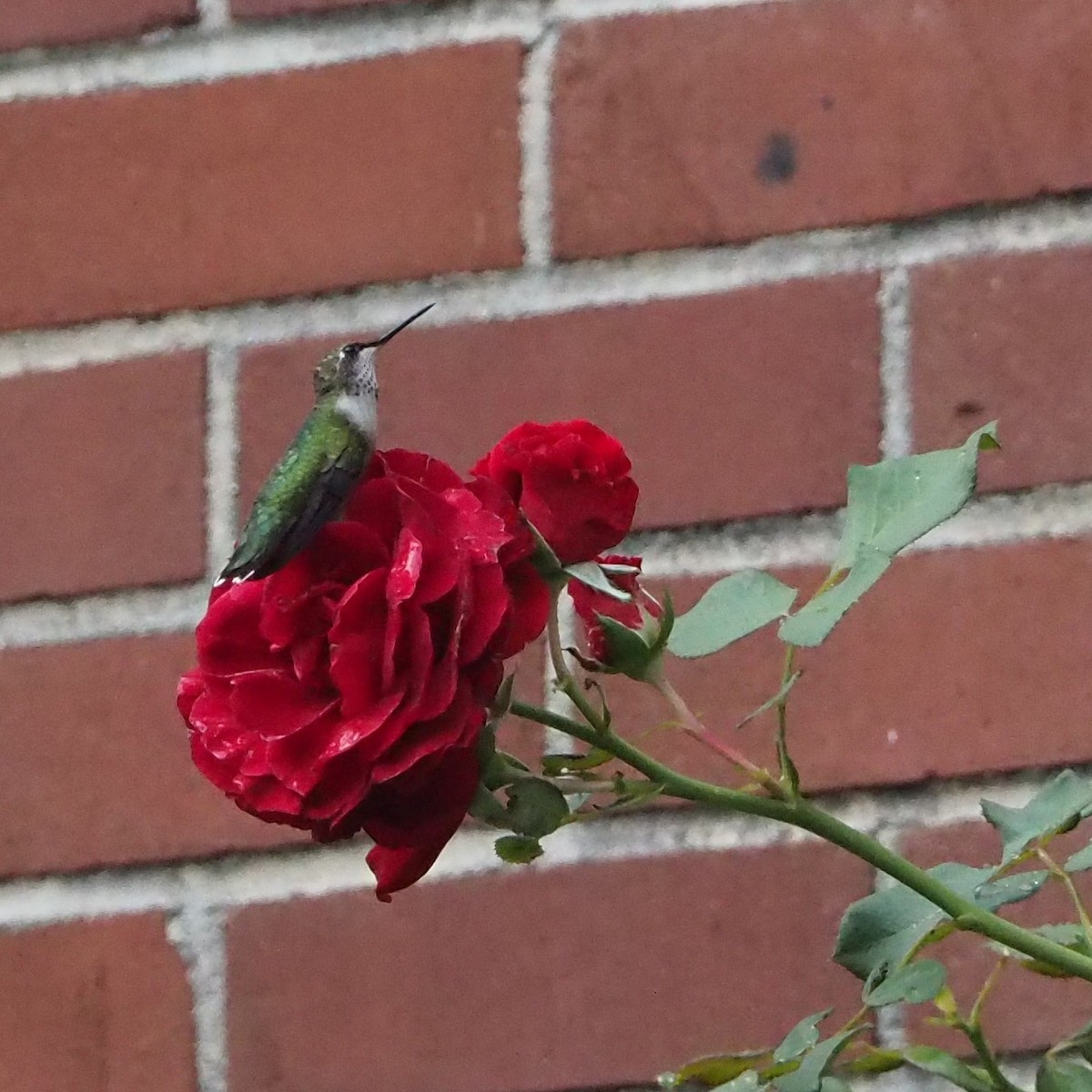 Ruby-throated Hummingbird - ML259730891