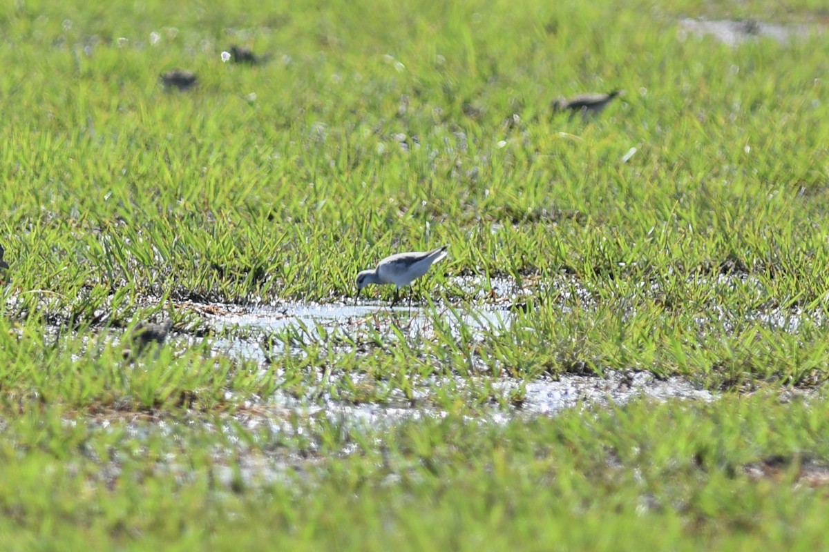 Wilson's Phalarope - ML259731931