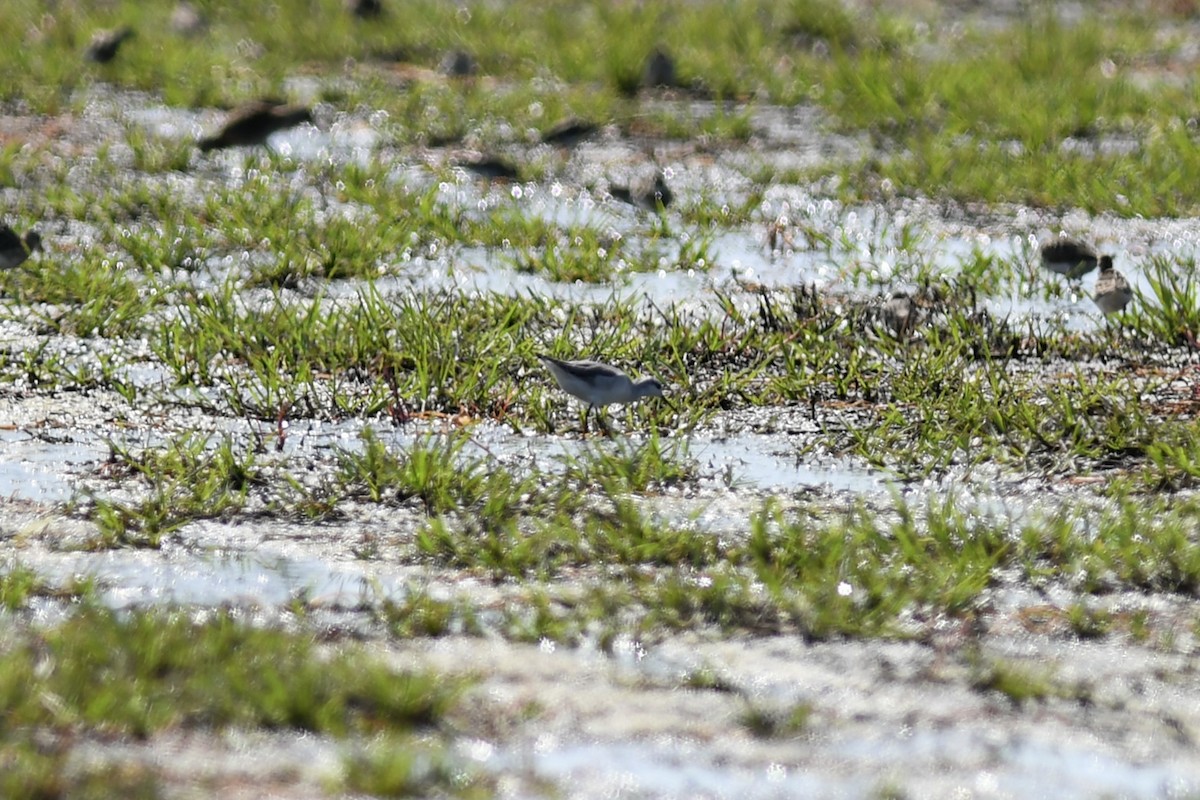 Wilson's Phalarope - ML259731941