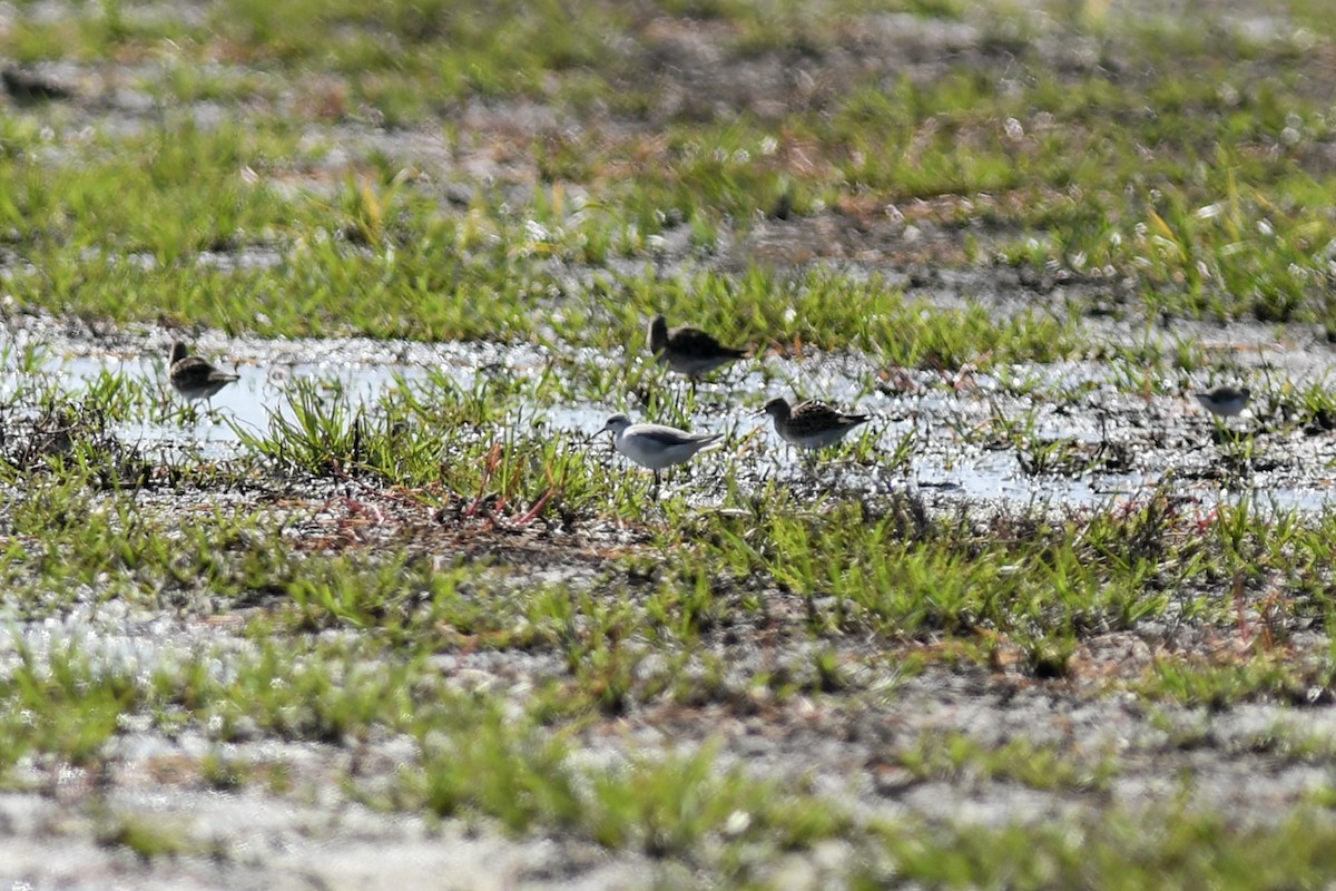 Wilson's Phalarope - ML259731951