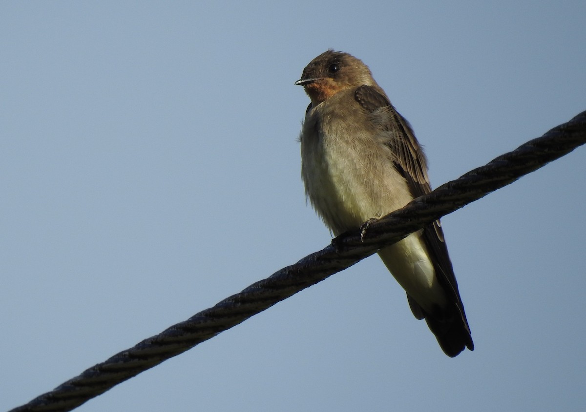 Southern Rough-winged Swallow - ML259732171