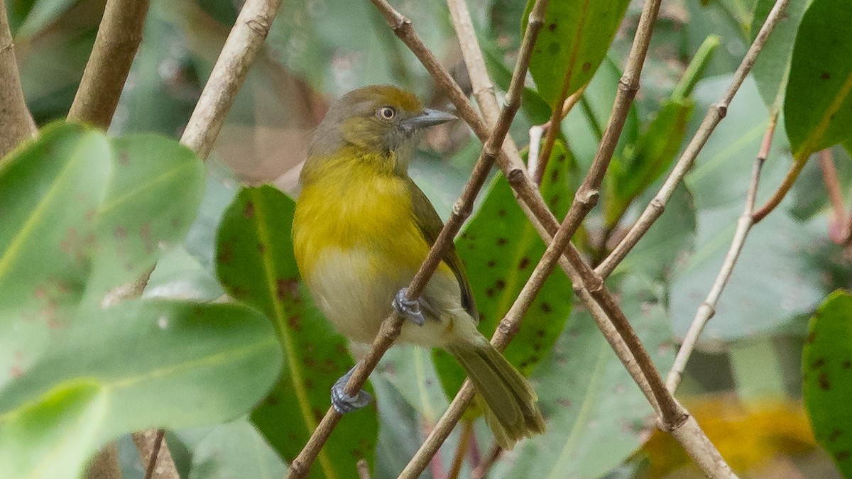 Lemon-chested Greenlet - Ricardo Mitidieri