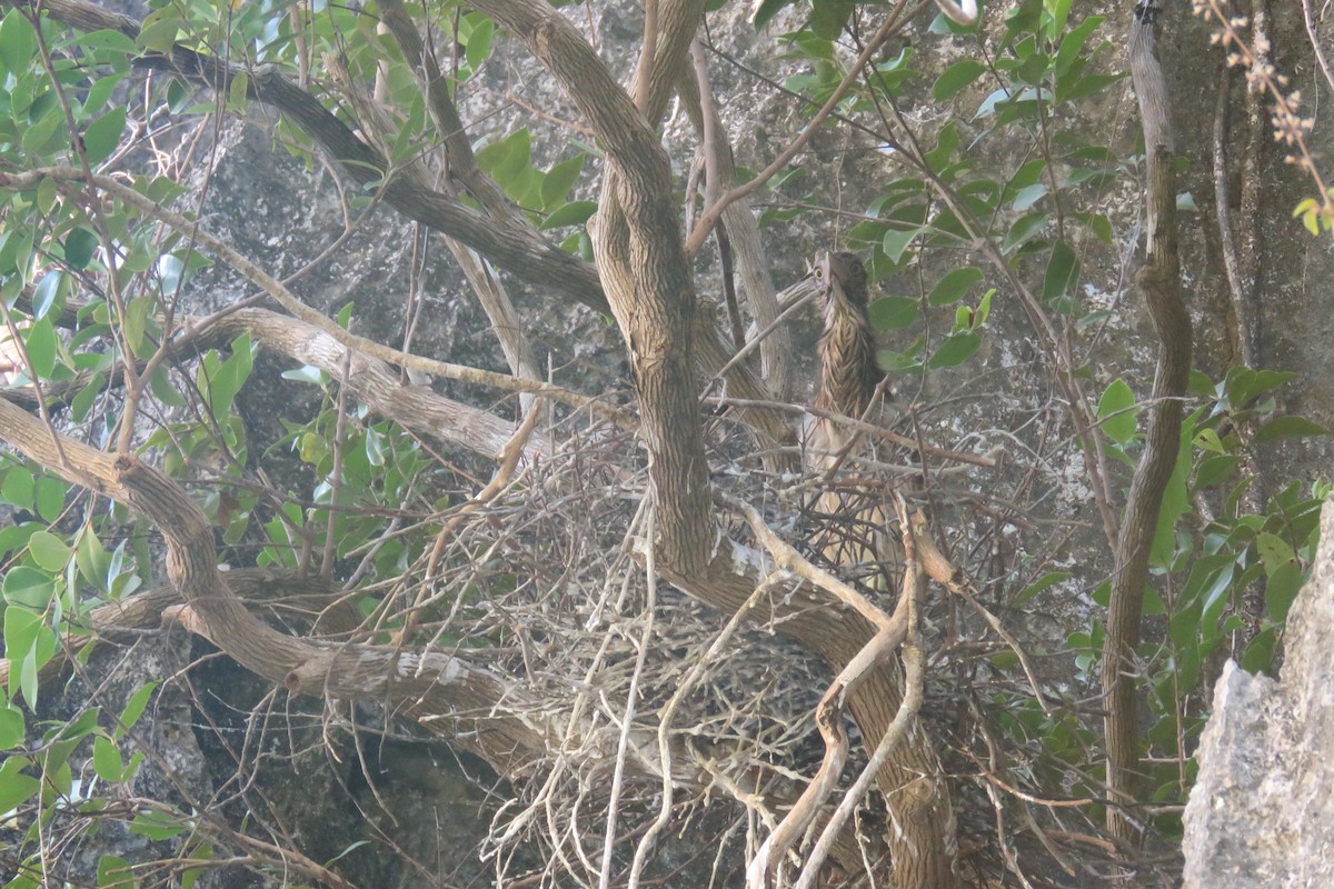 Nankeen Night Heron - ML25973371