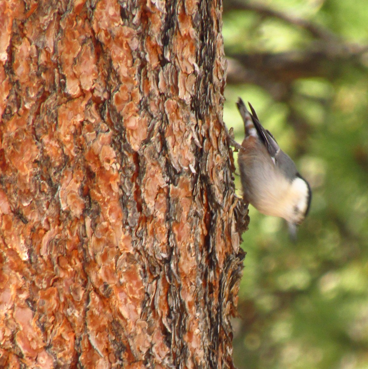 White-breasted Nuthatch - ML259733981