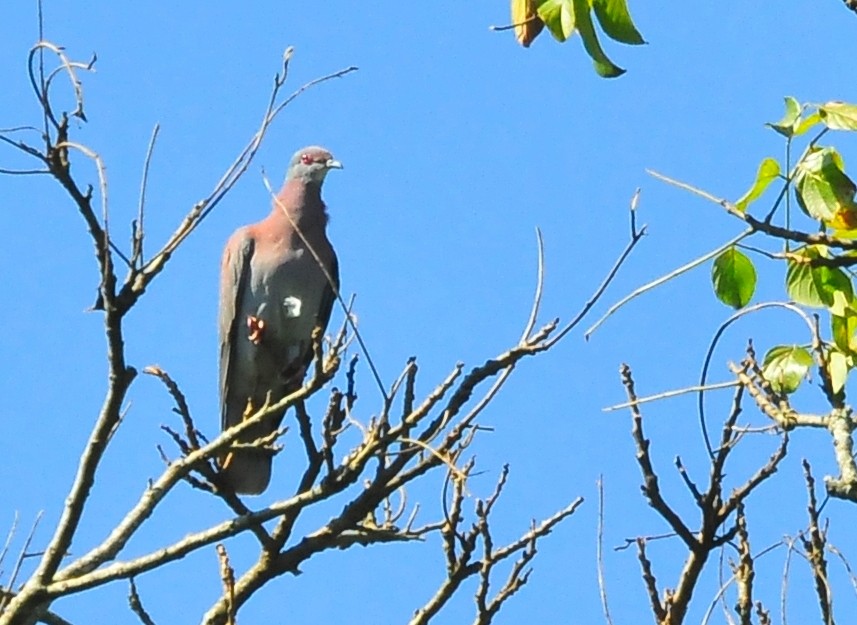 Pale-vented Pigeon - Luciana Chiyo