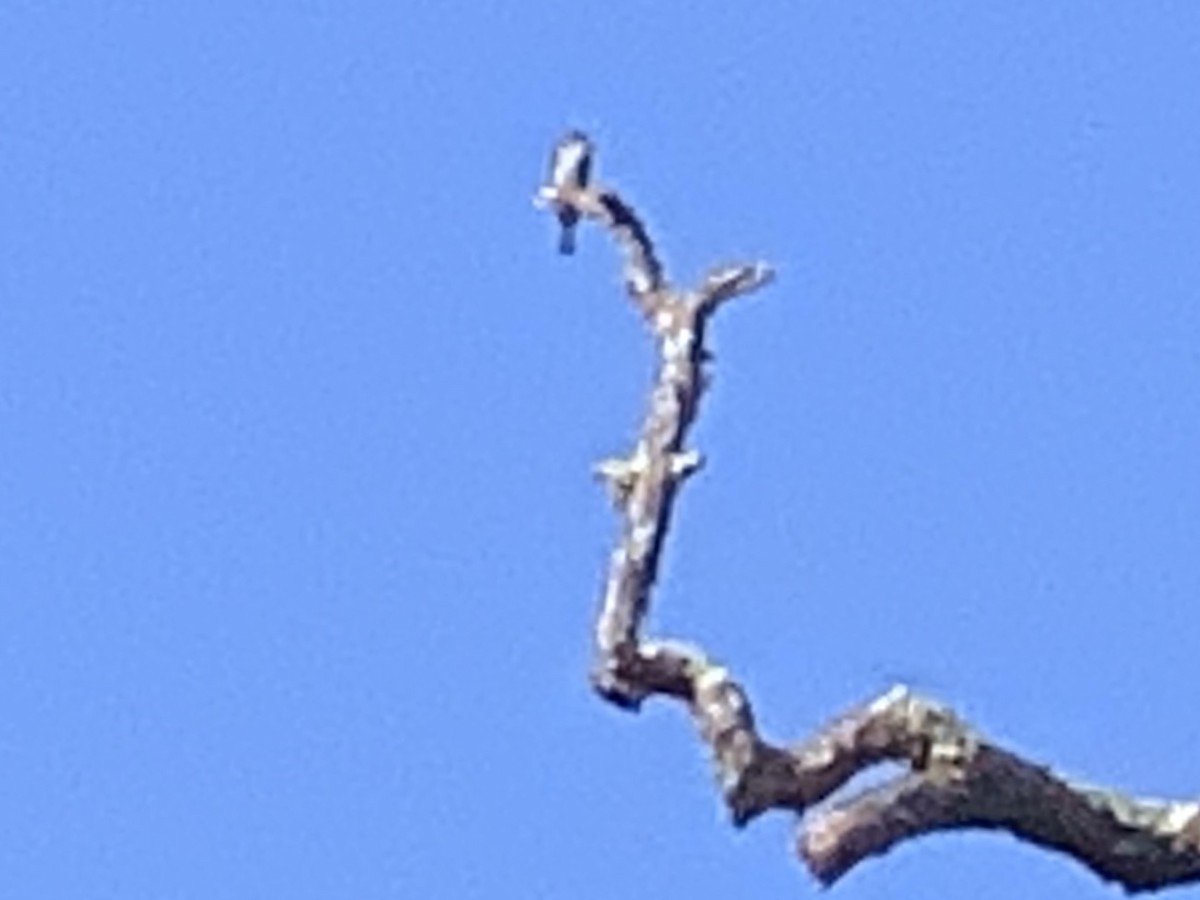 Great Crested Flycatcher - cerulean warbler