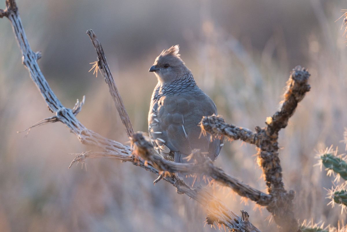 Scaled Quail - ML259736501