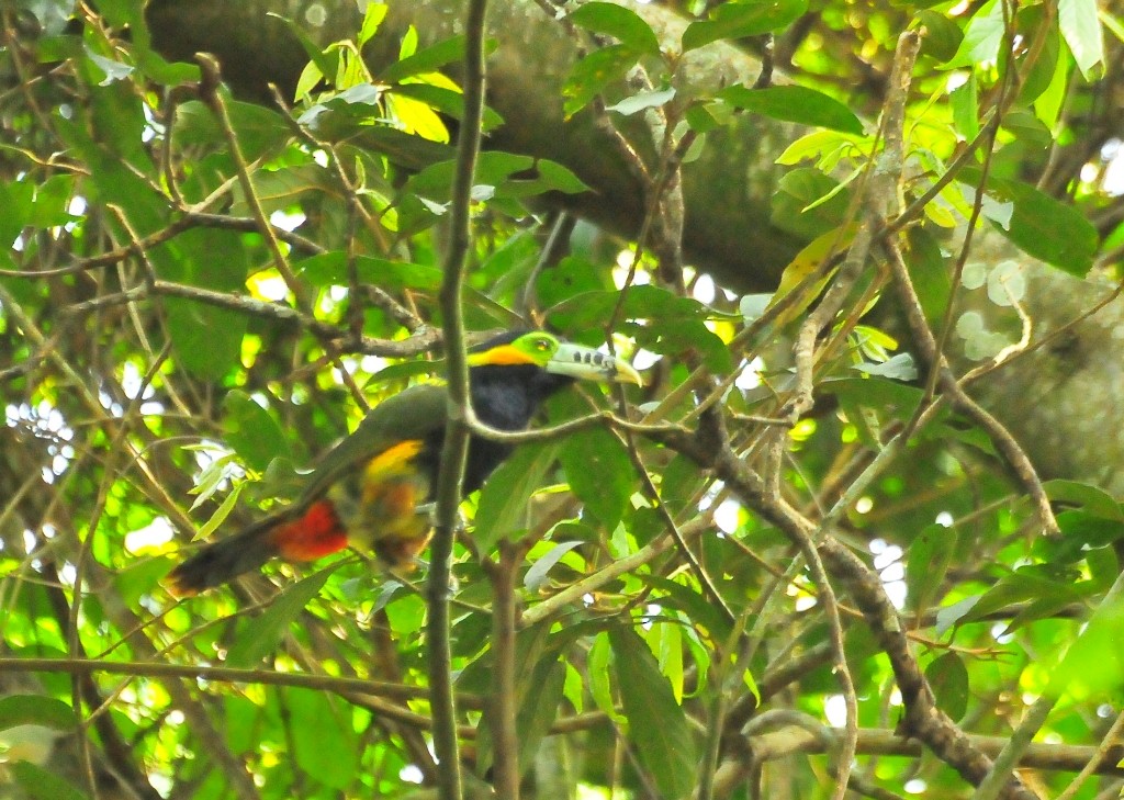 Spot-billed Toucanet - Luciana Chiyo