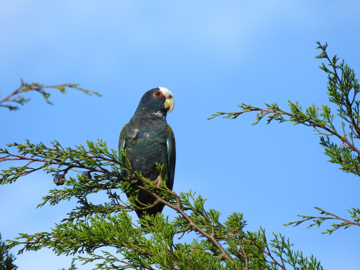 White-crowned Parrot - ML259738861