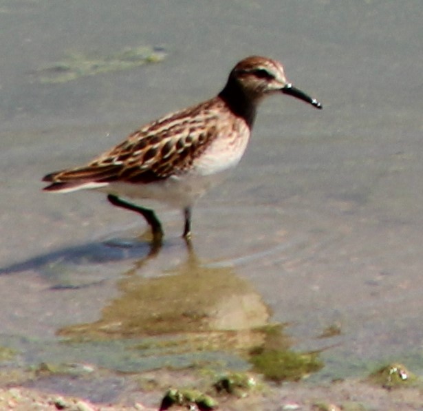 Least Sandpiper - ML259739001