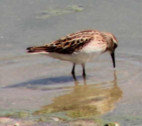 Least Sandpiper - ML259739011
