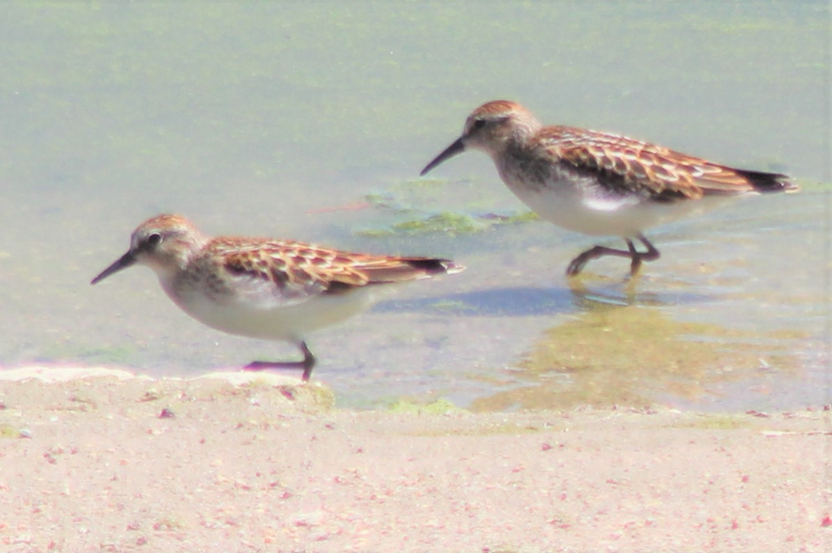 Least Sandpiper - ML259739021