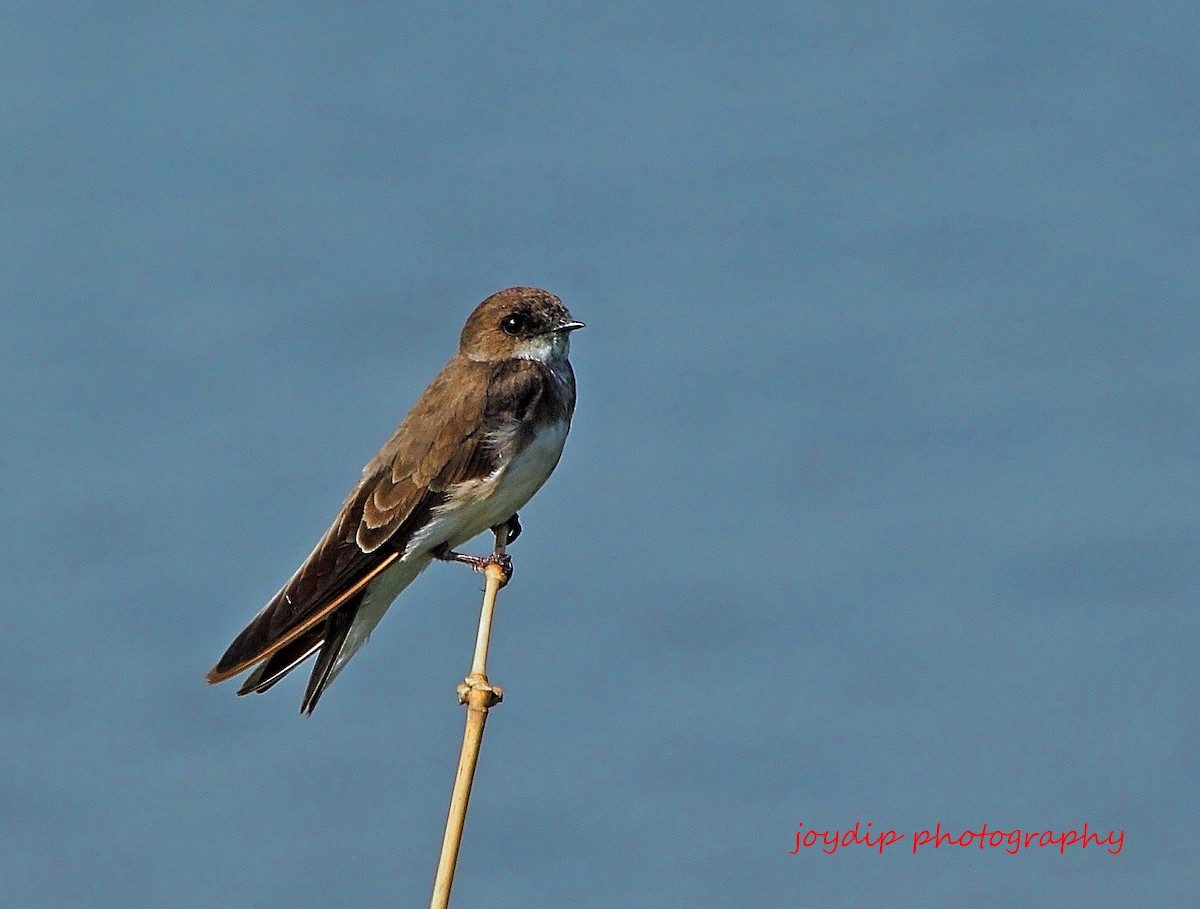 Bank Swallow - Biswanath Mondal