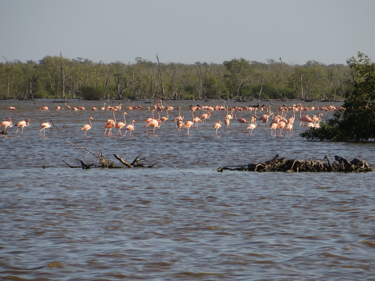 American Flamingo - ML25973981