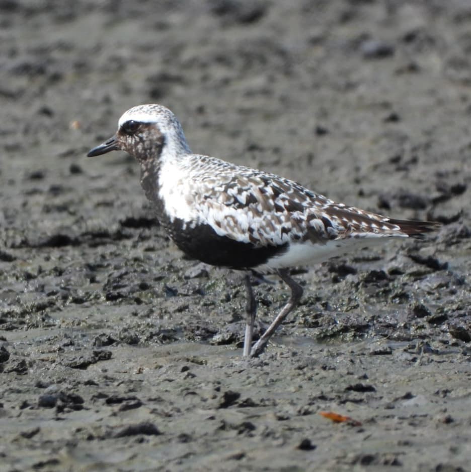 Black-bellied Plover - ML259740021