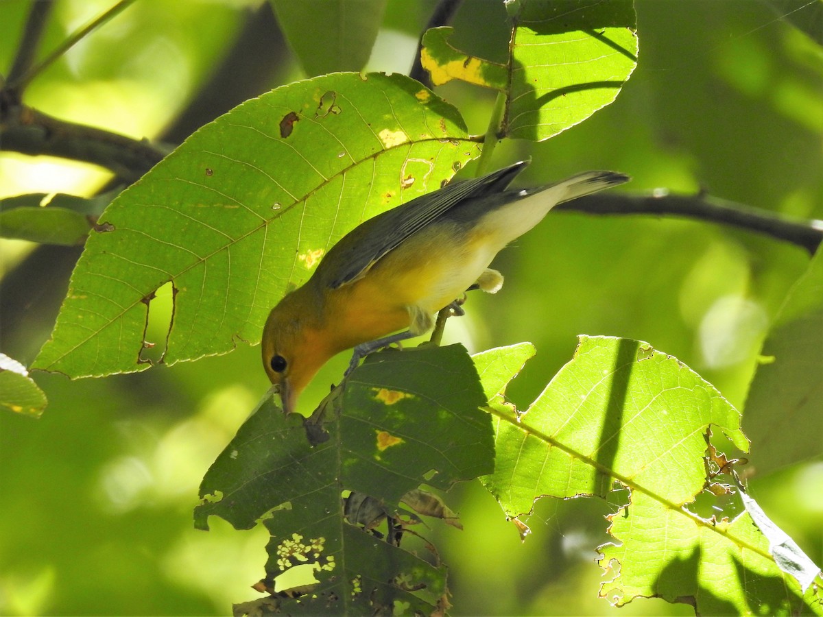 Prothonotary Warbler - S. K.  Jones