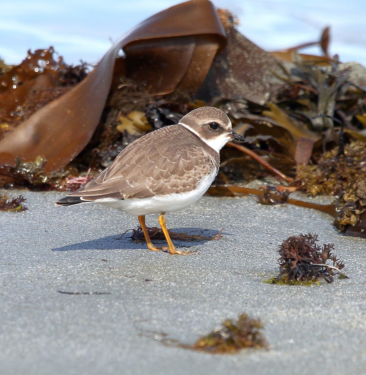 Semipalmated Plover - ML259745731