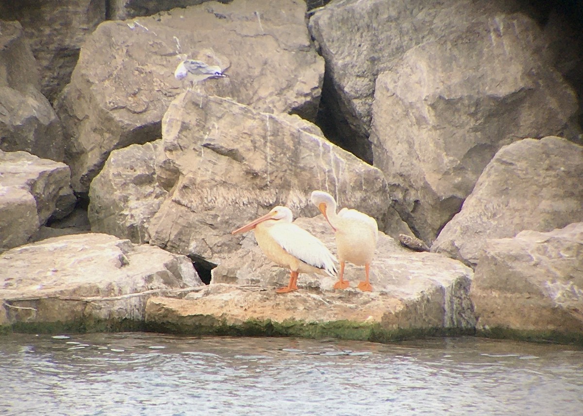 American White Pelican - Jean Hampson