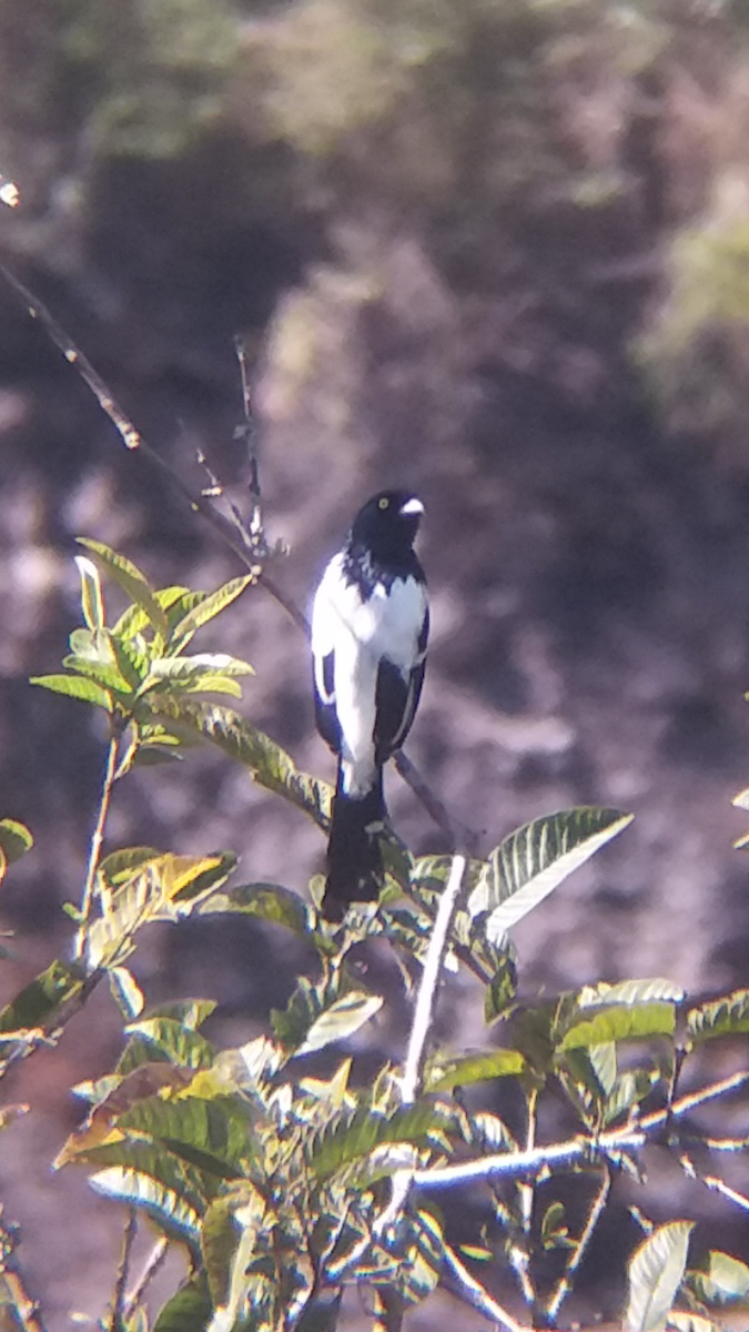 Magpie Tanager - David Gonzalez