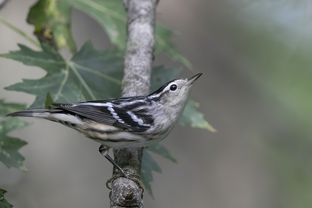 Black-and-white Warbler - ML259750341