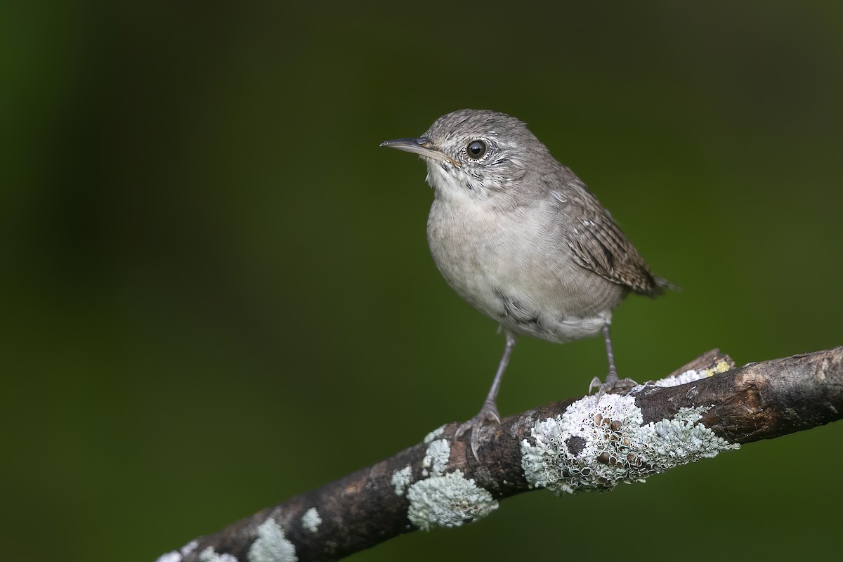 Northern House Wren - ML259750531