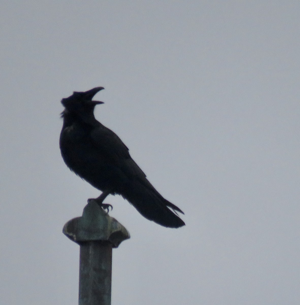 Common Raven - Heydi Lopes