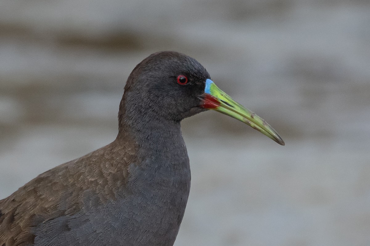 Plumbeous Rail - ML259753721