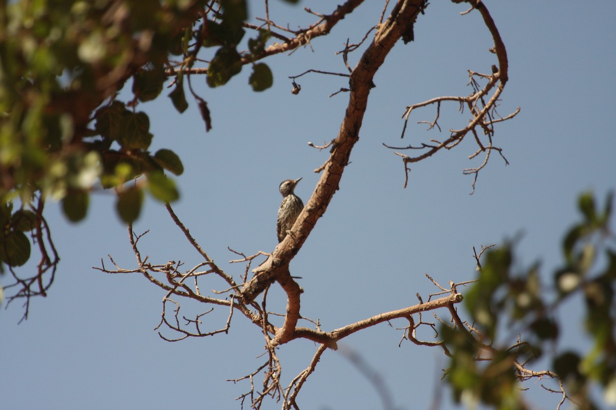 Cardinal Woodpecker - ML259755761