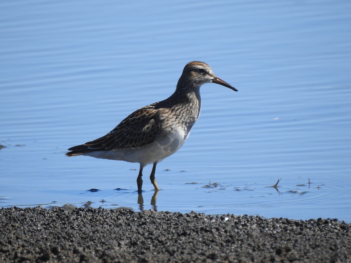 Pectoral Sandpiper - Nels Nelson