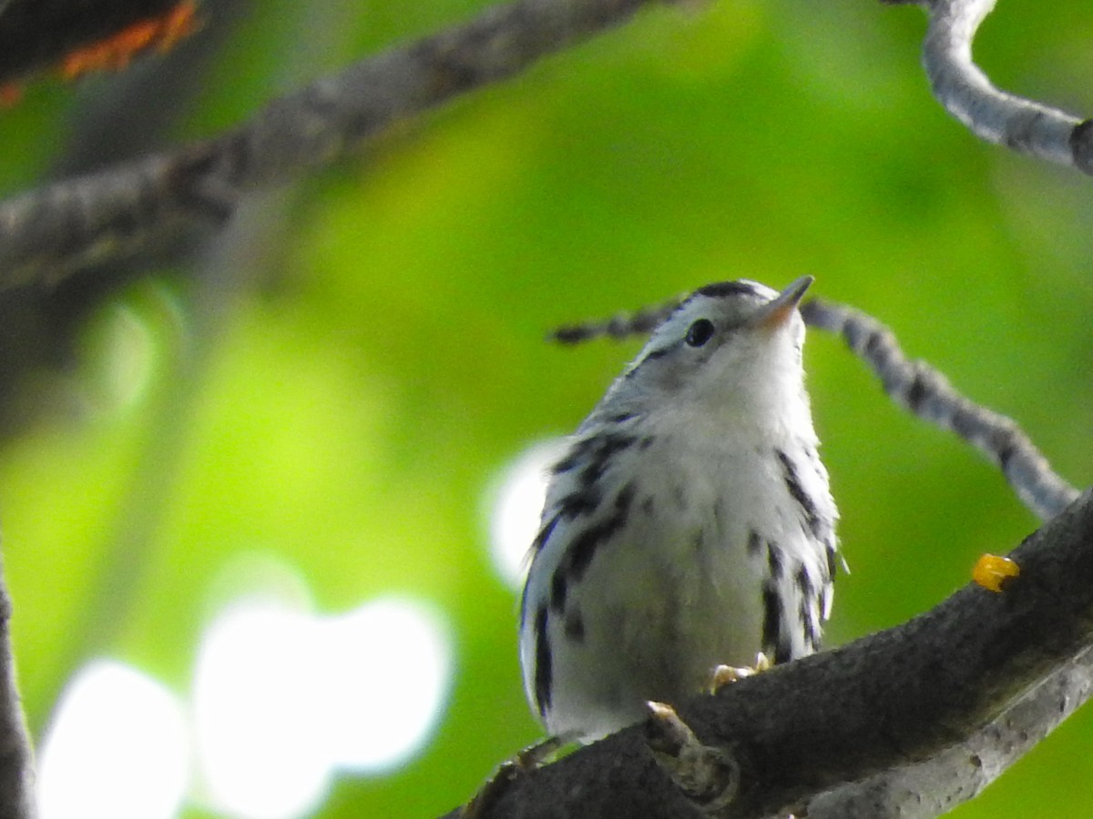 Black-and-white Warbler - ML259756371