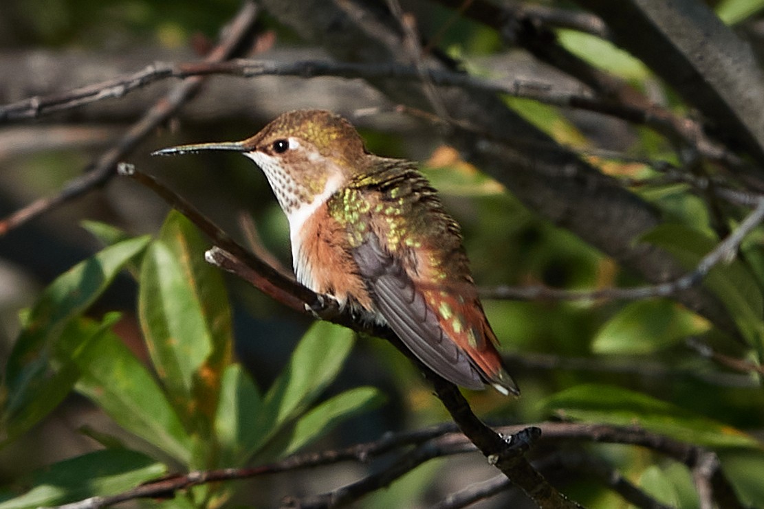 Rufous Hummingbird - ML259756601