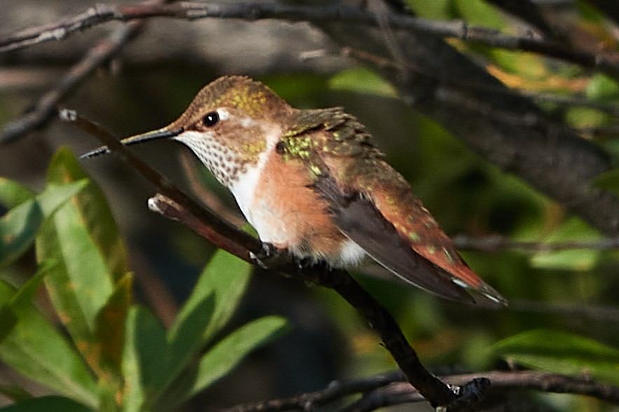 Rufous Hummingbird - ML259756631